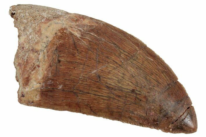 Serrated, Carcharodontosaurus Tooth - Real Dinosaur Tooth #384389